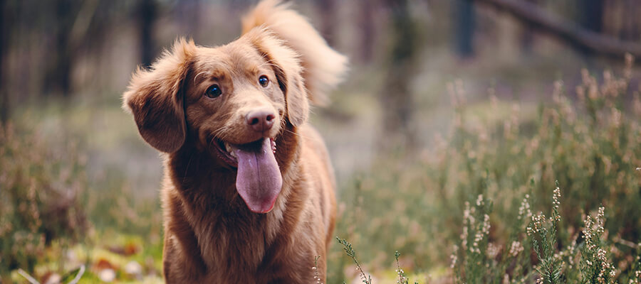 Nova Scottia Duck Tolling Retriever