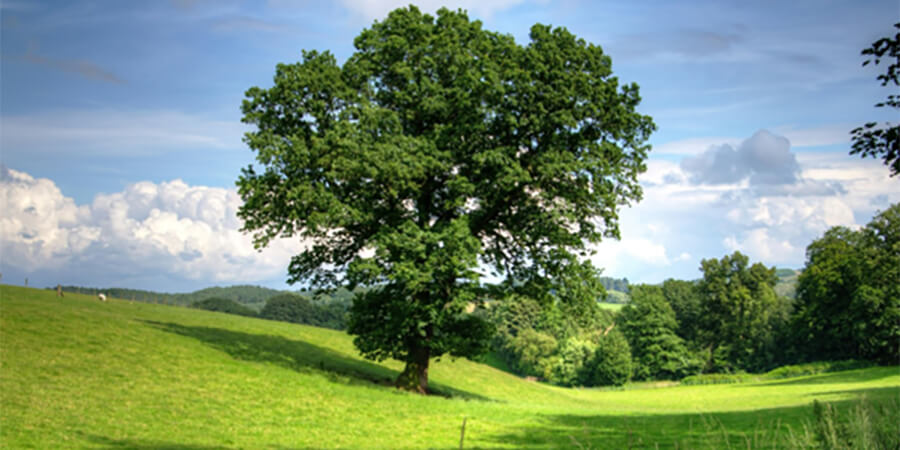 Oak tree in a green field with a blue sky.