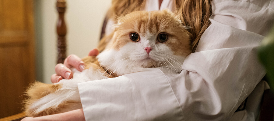 Woman holding pet cat.